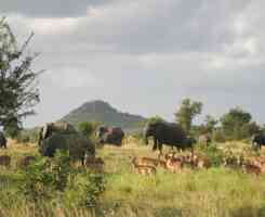 Екскурзия в ЮАР - Най-доброто от Южна Африка,  без виза за български граждани!