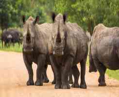 Екскурзия в ЮАР - Най-доброто от Южна Африка,  без виза за български граждани!