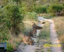 Най-доброто от Кения и Танзания с водач от България