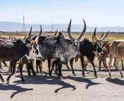 Екскурзия в Етиопия - среща с племената от долината Омо и тяхната  автентична  култура и бит.
