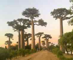 Екскурзия КЛАСИЧЕСКИЯТ ЮГ НА О-В МАДАГАСКАР с водач от България при минимум 12 туристи !