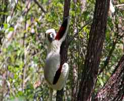 Екскурзия в МАДАГАСКАР - Земя на контрасти - лемури, китове и плажове