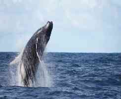 Екскурзия в МАДАГАСКАР - Земя на контрасти - лемури, китове и плажове