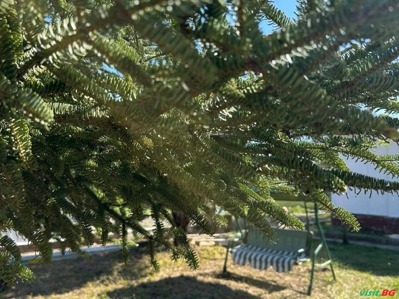 Бунгала Виктори, Шкорпиловци